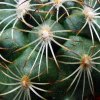 Turbinicarpus _saueri _03